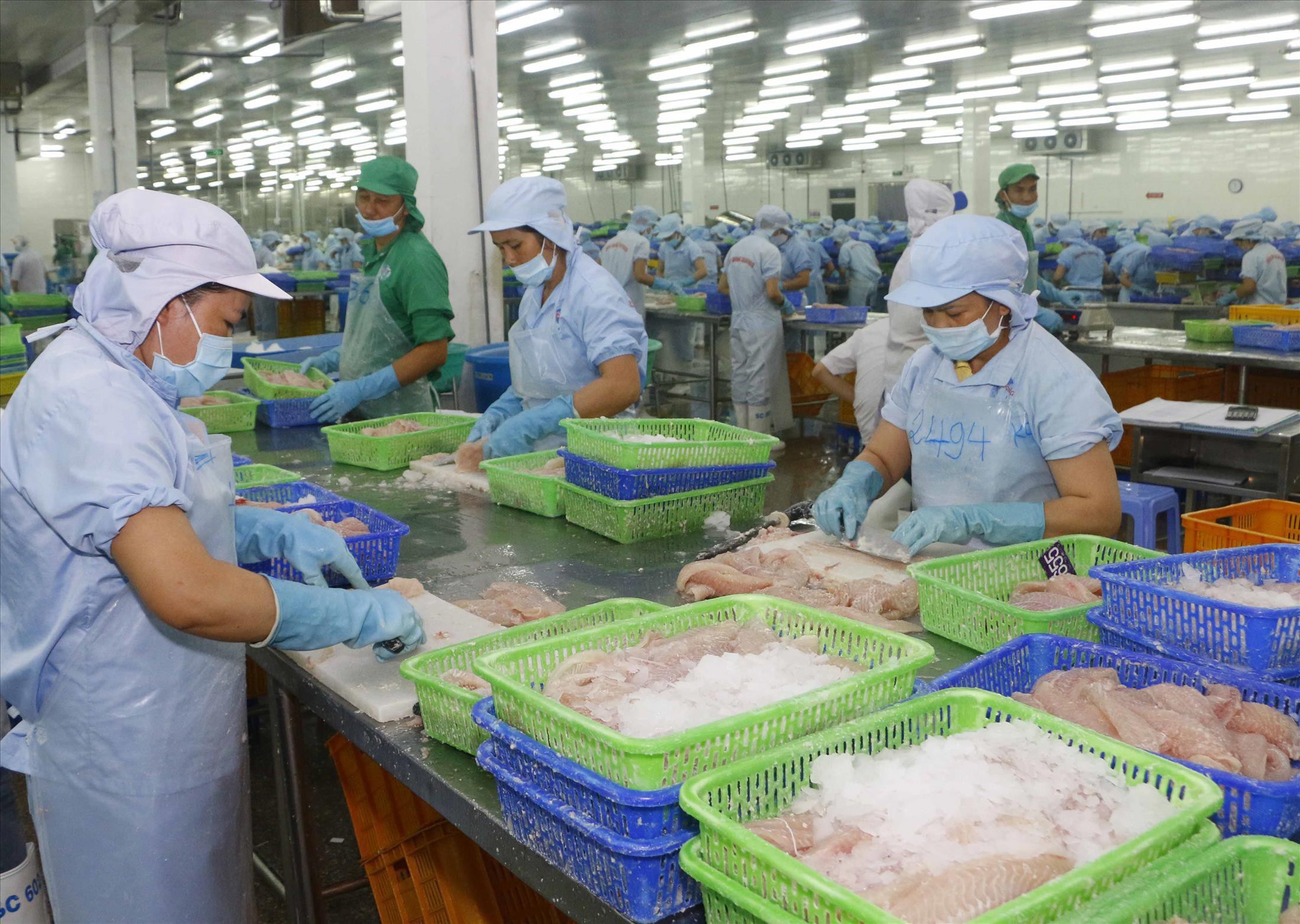Cá tra Việt Nam chiếm ưu thế ở thị trường Trung Quốc - Trung tâm Xúc tiến Thương mại, Du lịch và Đầu tư Đồng Tháp